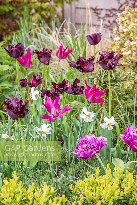 Border with mixed Spring bulbs - Tulipa 'Black Parrot', 'Purple Dream', Ronaldo', 'Showcase and Narcissus 'Pheasants Eye'