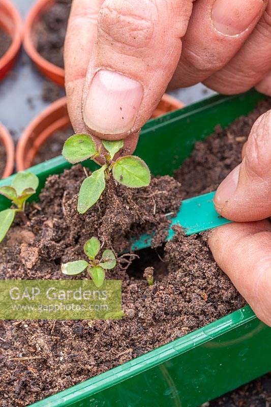 Woman lifting seedling from seedtray using the plastic label.