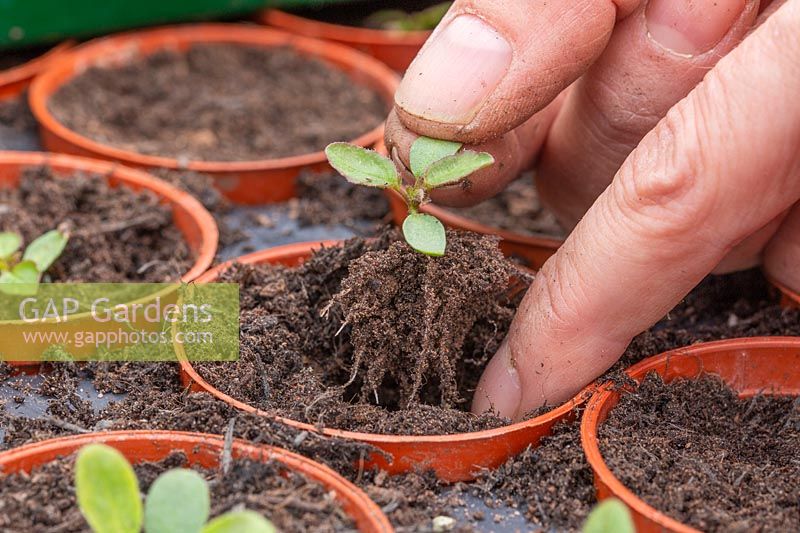 Person potting up the Cleome seedling, holding by a leaf and gently tucking in the roots.