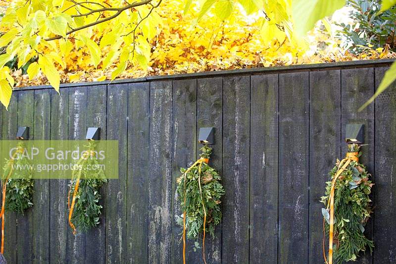 Thuja plicate, Picea abies and Osmanthus hanging on a fence