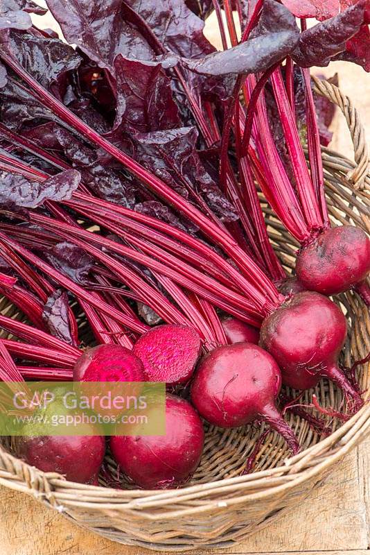 Basket of harvested Beta vulgaris - Beetroot 'Morello'