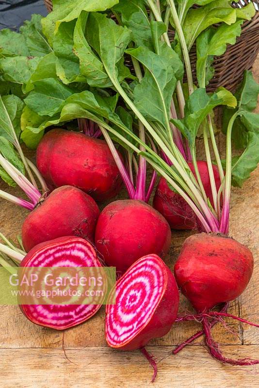 Beta vulgaris 'Chioggia' - Beetroot 'Chioggia'
