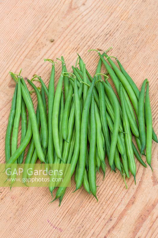 Phaseolus vulgaris 'Caledonia' - French Bean 'Caledonia'