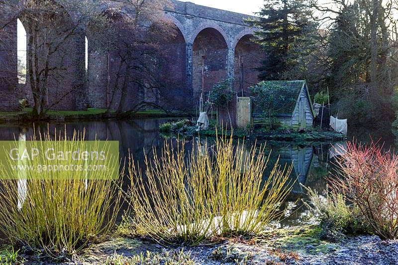 Colourful stems of Cornus grow on frosty bank by lake at Kilver Court, Somerset, UK. Designed by Roger Saul of Mulberry. 