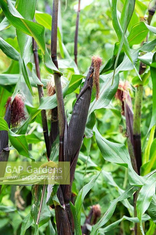 Zea mays - Double red sweetcorn cob on the plant. 