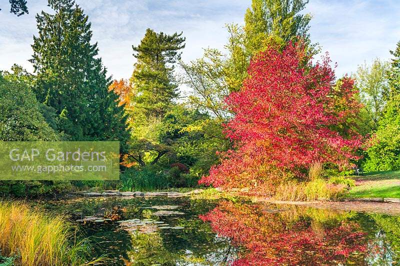 Liquidambar styraciflua 'Worplesdon' beside lake in October.