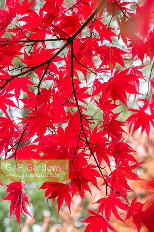 Acer palmatum 'Osakazuki' - Japanese maple 'Osakazuki'