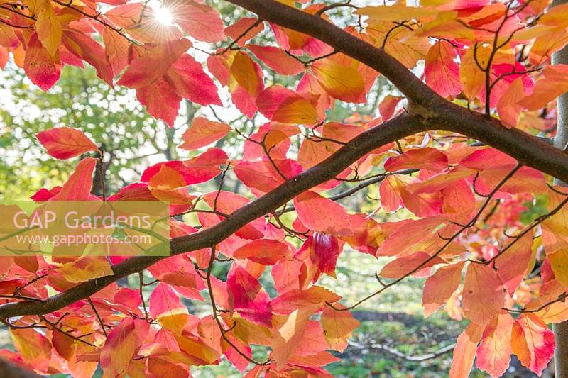 Parrotia persica - Persian ironwood