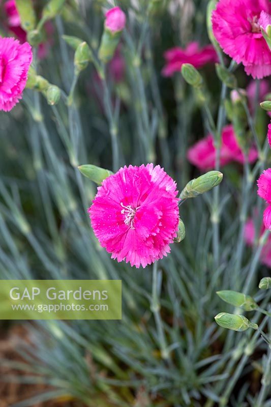 Dianthus Slap 'n' Tickle 'Wp 05 Pp 22' Scent First Series - Pink Slap 'n' Tickle 
