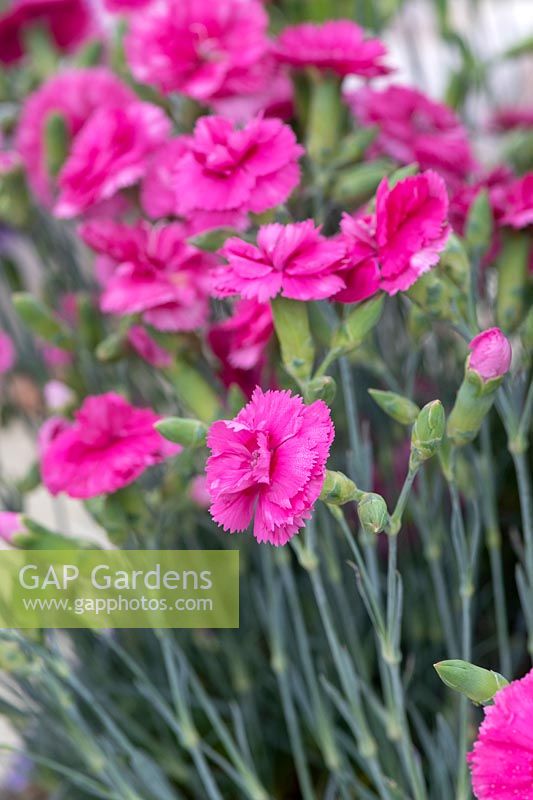 Dianthus Slap 'n' Tickle 'Wp 05 Pp 22' Scent First Series - Pink Slap 'n' Tickle