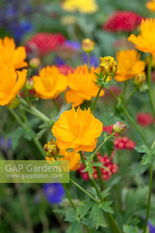 Trollius chinensis 'Golden queen' - Globeflower