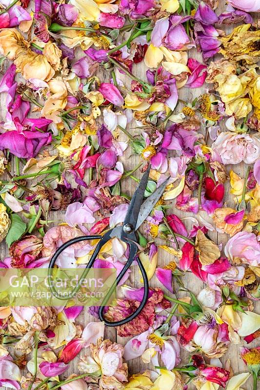 Metal scissors laying on surface of deadheaded roses. 