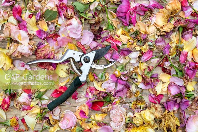 Metal secateurs laying on surface of deadheaded roses.