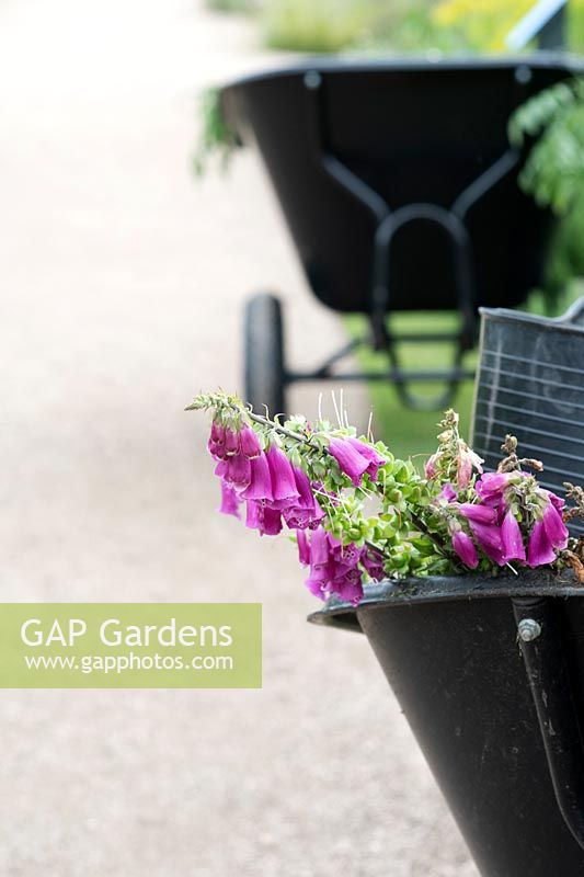 Cleared foxgloves in a wheelbarrow - Digitalis purpurea. 