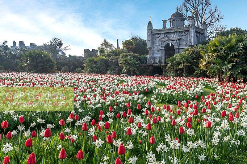 Tulip festival at Arundel Castle, Sussex, UK. 