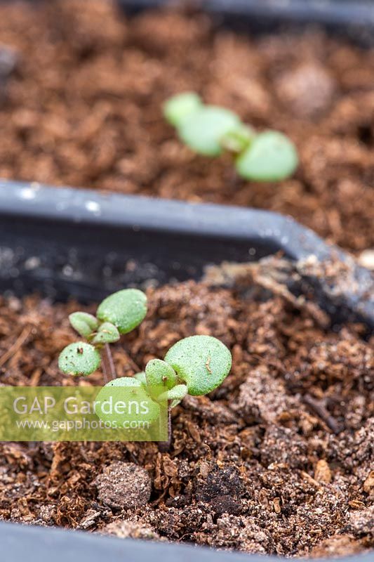Seedlings of Satureja hortensis - Summer Savoury