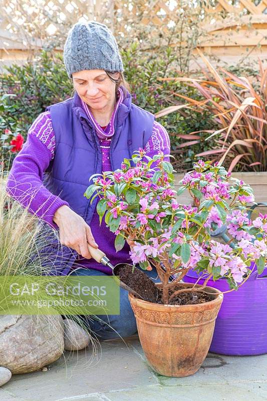 Woman topdressing potted Rhododendron 'Praecox' with fresh compost and sulphate of iron.