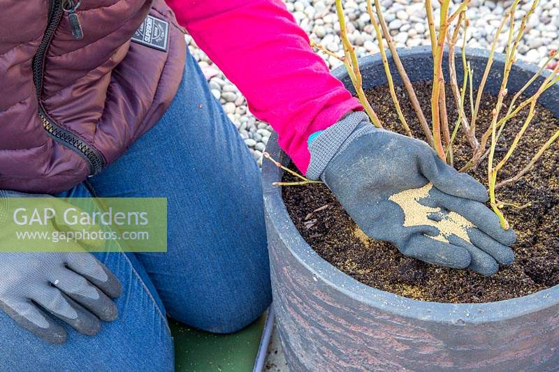 Woman adding sulphate of iron to re-potted Blueberry bush in container.
