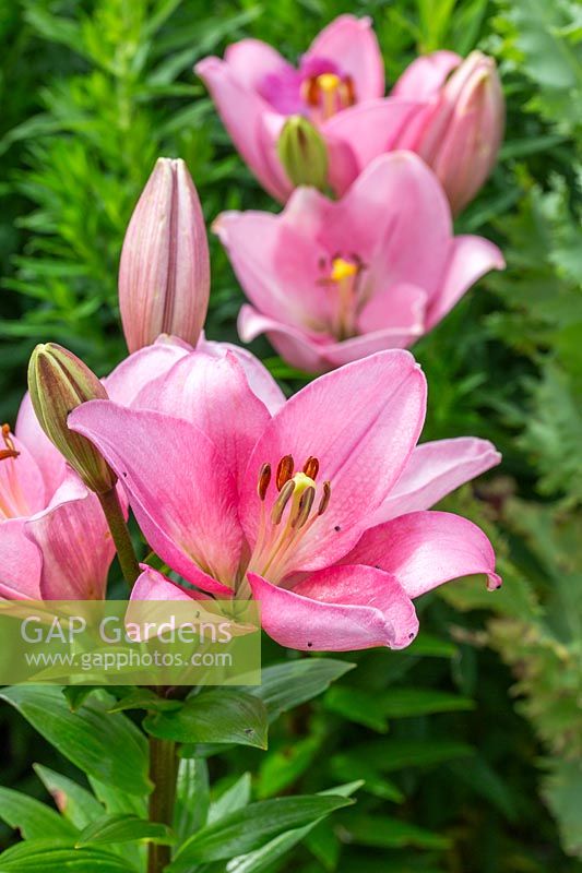 Lily Asiatic Pink