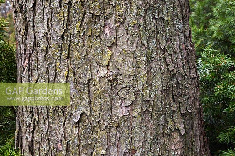 Acer saccharinum 'Pyramidale' - Silver Maple tree bark detail with green Bryophyta - Moss and lichen growth. 