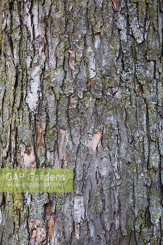 Acer saccharinum 'Pyramidale' - Silver Maple tree bark detail with green Bryophyta - Moss and lichen growth. 