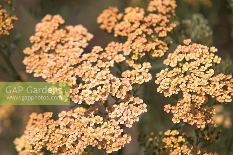 Achillea filipendulina Hybride 'Hannelore Pahl' - Yarrow 'Hannelore Pahl' 