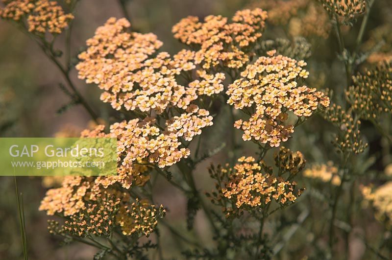 Achillea filipendulina Hybride 'Hannelore Pahl' - Yarrow 'Hannelore Pahl'