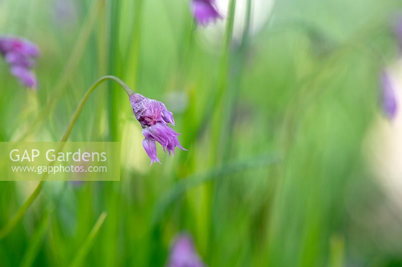 Allium cyathophorum var. Farreri - Ornamental onion