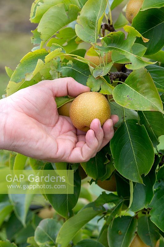 Pyrus pyrifolia 'Niitaka' - Hand picking an Asian Pear 'Niitaka' 