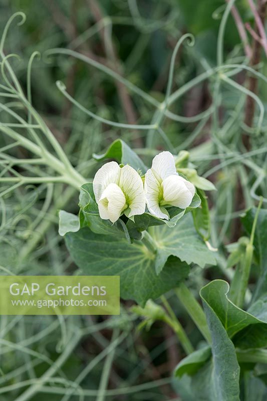 Pisum sativum 'Boogie' flowers and foliage - June