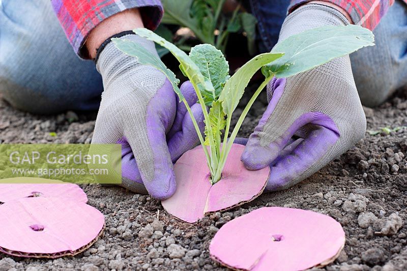 Brassica oleracea capitata 'Hispi'. Fitting cardboard collars to the stem base of cabbage to help prevent damage by root fly maggots 