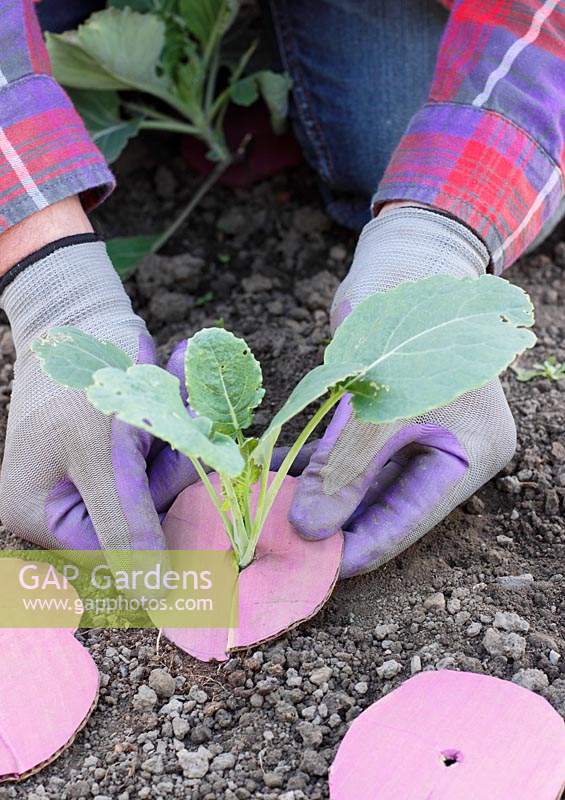 Brassica oleracea capitata 'Hispi'. Fitting cardboard collars to the stem base of cabbage to help prevent damage by root fly maggots 