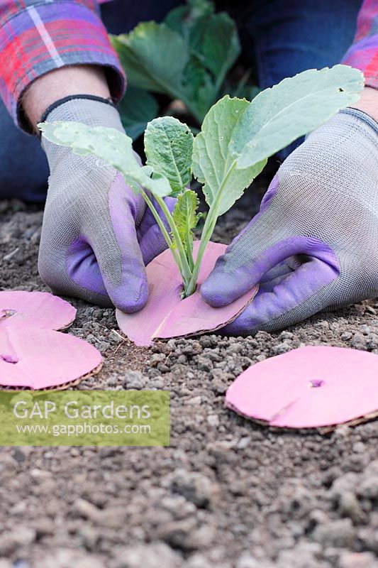 Brassica oleracea capitata 'Hispi'. Fitting cardboard collars to the stem base of cabbage to help prevent damage by root fly maggots 