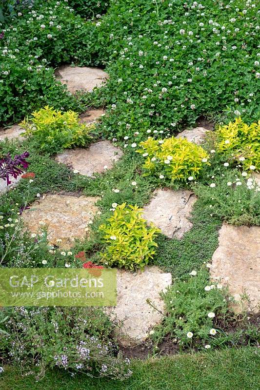 Clover rich lawn and stepping stones in the BBC Springwatch garden at RHS Hampton Court Flower Show 2019 - Designed by Jo Thompson in consultation with wildlife gardener Kate Bradbury