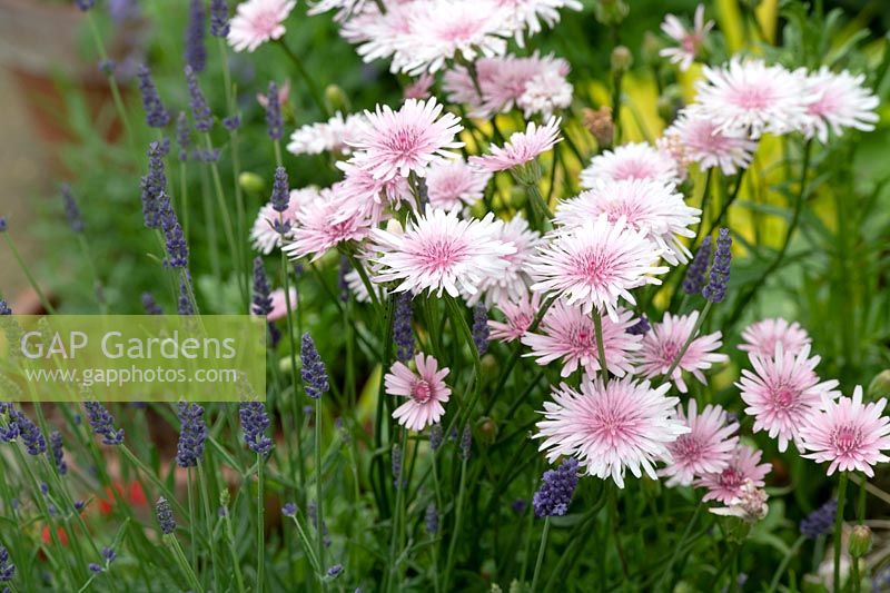 Crepis rubra - Pink dandelion - Hawk's beard