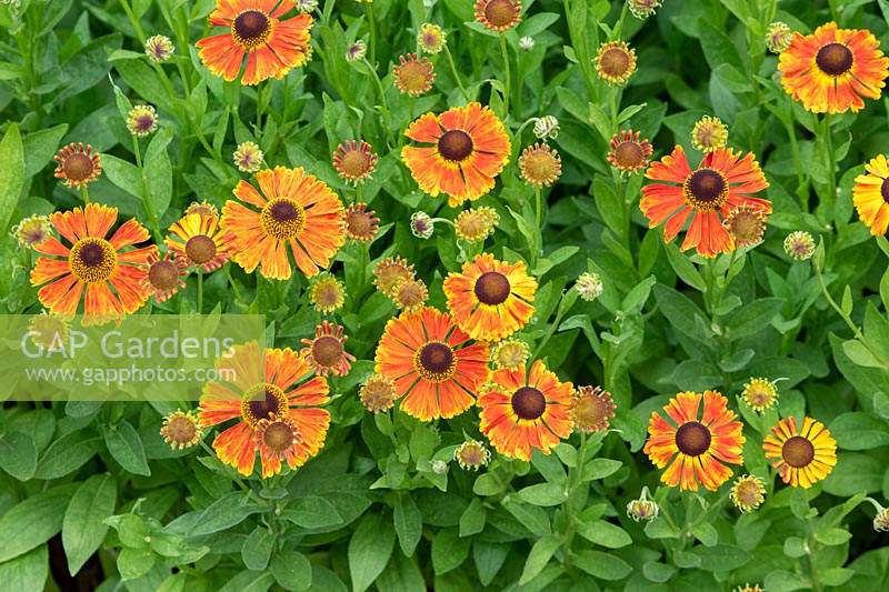 Helenium 'Waltraut' - Sneezeweed