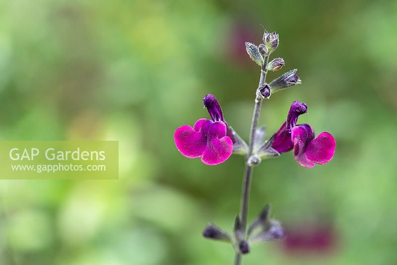 Salvia x Jamensis 'Nachtvlinder' - Sage 'Nachtvlinder'