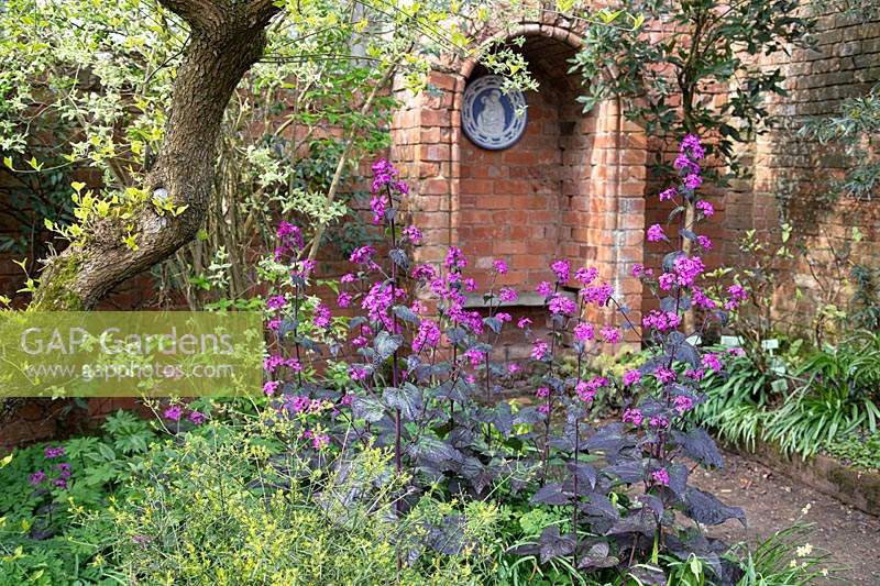 Lunaria annua 'Chedglow' - Honesty, at Stone House Cottage Garden, April
