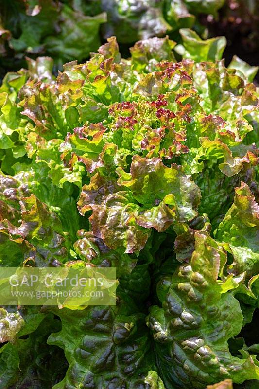 Lactuca sativa 'Lattughino Riccio Lollo' - Lettuce