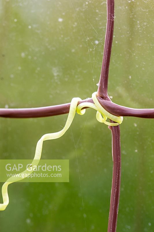 Detail of Cucumber 'Burpless Tasty' tendril clinging to netting. 