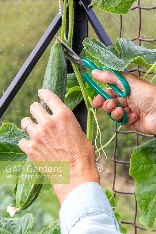 Cucumber 'Burpless Tasty Green' being harvested using scissors