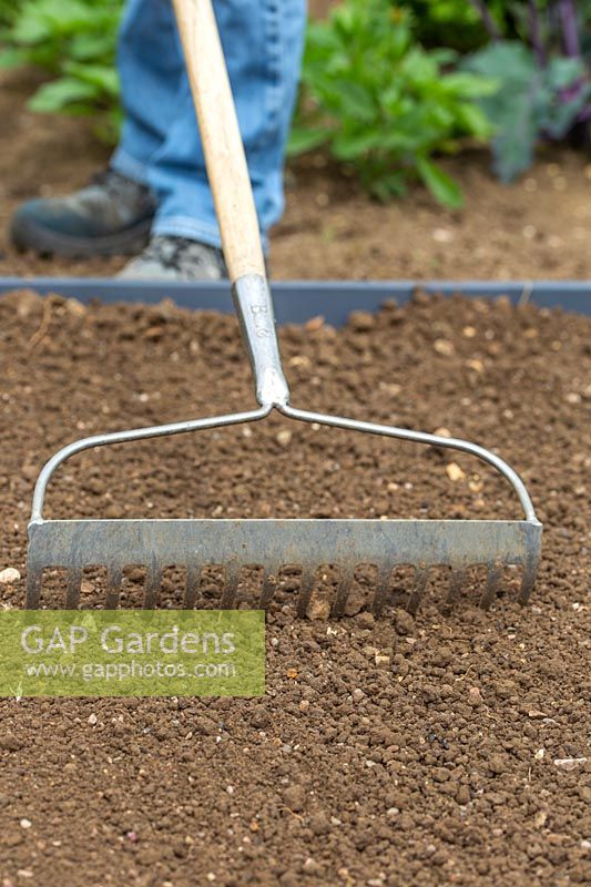 Woman using a rake to level the soil in herb garden
