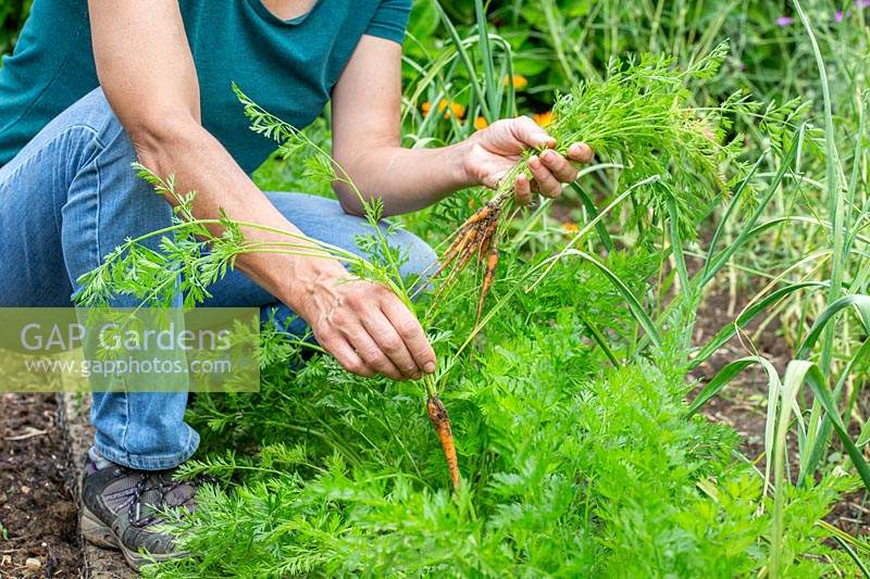 Woman thinning carrots