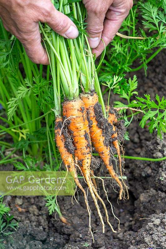 Woman harvesting Carrot 'Karnavit'