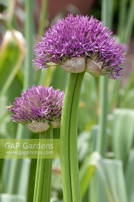 Allium 'Pinball Wizard'