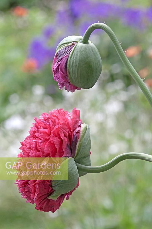 Papaver somniferum opium poppy 