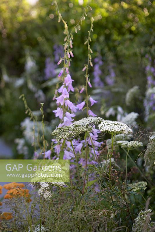 Campanula sarmatica 'Hemelstraling', Achillea 'Terracotta' and Daucus carota in border.  The Urban Pollinator Garden. Sponsored by Warner's Distillery. RHS Hampton Court Palace Garden Festival, 2019.
