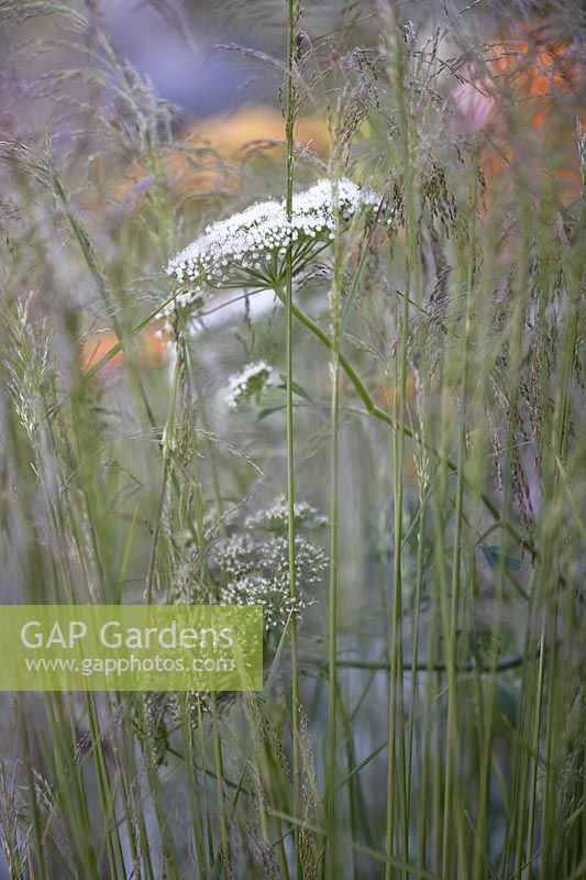 Daucus carota - Wild carrot - amongst grasses.
