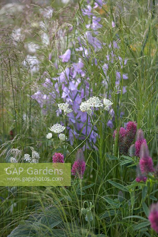 Campanula sarmatica 'Hemelstraling', Trifolium rubens and Astrantia 'Buckland'. 