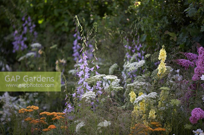 Mixed border of beneficial plants including Campanula sarmatica 'Hemelstraling', Achillea 'Terracotta', Verbascum 'Gainsborough' and Daucus carota. The Urban Pollinator Garden. Sponsored by Warner's Distillery. RHS Hampton Court Palace Garden Festival, 2019.